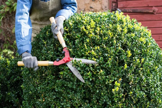 Shrub Trimming in Bixby
